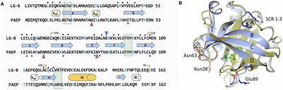 β-Lactoglobulin and Glycodelin: Two Sides of the Same Coin?